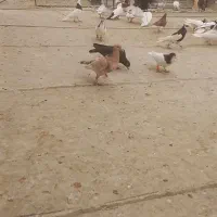 کبوتر پرشی نر