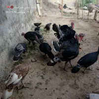 بوقلمون|حیوانات مزرعه|دهلران, |دیوار