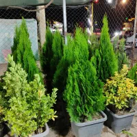 گل‌های اپارتمانی