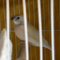 فنچ گلدین|پرنده|مشهد, توس (بلوار توس)|دیوار