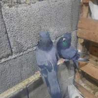 سبز دوخط آبادانی|پرنده|بندر ماهشهر, |دیوار