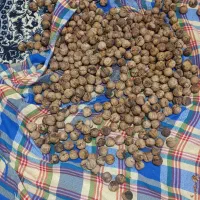 گردو