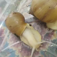 حلزون اچاتینا|آرایشی، بهداشتی، درمانی|تهران, جوادیه|دیوار