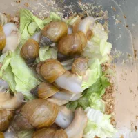 حلزون آچاتینا|خزنده|اصفهان, علی قلی آقا|دیوار