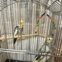 واگذاری عروس هلندی