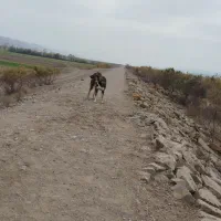 سگ‌سرابی|سگ|اردبیل, |دیوار