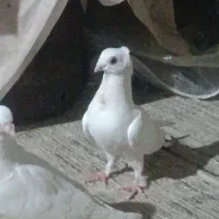 دو عدد کفتر موشی