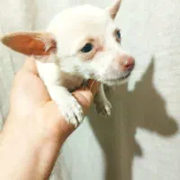 سگ پاکوتاه|سگ|میاندوآب, |دیوار