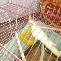 عروس هلندی ماده|پرنده|ویسیان, |دیوار