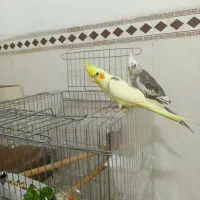 یک جفت عروس هلندی نرو ماده،تازه جفت شدن رام ودستی.|پرنده|کرمانشاه, |دیوار