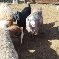 دو عدد بزغاله ماده