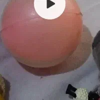 عروس هلندی گمشده|حیوانات|اراک, |دیوار