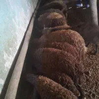 بره نر برای پرواری