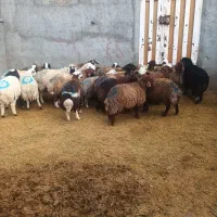 بره دوبری شیرمس