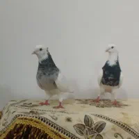 پرنده