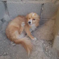 یک سگ فروشی دارم  نر|سگ|صباشهر, |دیوار