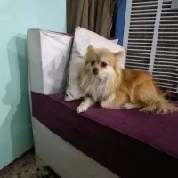 سگ پامرین|سگ|خمینی‌شهر, |دیوار