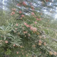 فروش سیب باغ
