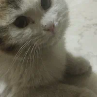 4 گربه خانگی