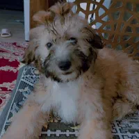 گمشده|حیوانات|سیرجان, |دیوار