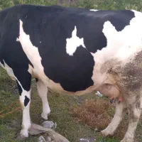 گاو سمینتال اصل  ۷ روز تا زایمان