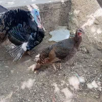 بوقلمون وغاز