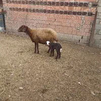 گوسفند قزل افشار ،جوان شکم سوم ،با بره نر