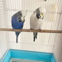 مرغ عشق انگلیسی ۵ ماهه|پرنده|تبریز, |دیوار