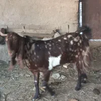 ماده باردار|حیوانات مزرعه|آبادان, |دیوار