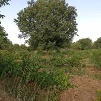 باغ میوه و انگور|فروش زمین و ملک کلنگی|خرمدره, |دیوار