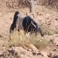 بز.|حیوانات مزرعه|اسفراین, |دیوار