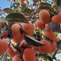 نهال در میاندربند|خدمات باغبانی و درختکاری|کرمانشاه, |دیوار