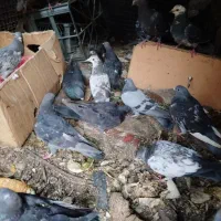 کبوتر پلاکی جوجه جون