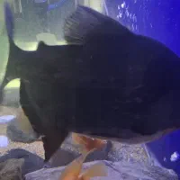 ماهی پاکو و سیچلاید زندانی|ماهی|رشت, خمیران زاهدان|دیوار