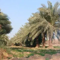 سبزی خوردنی