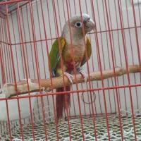 گرینچیک ماده کارداده