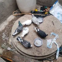 کبوتر نرو ماده