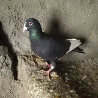 کبوتر زیل پ سرور