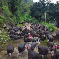 گله جوان بوقلمون برنز نر و ماده