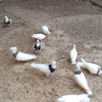 رامشیر