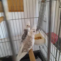 مولد واقعی عروس هلندی عتیقه|پرنده|آستارا, |دیوار