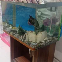 آکواریوم|ماهی|ماهدشت, |دیوار