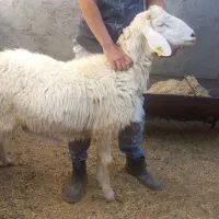 بره قوچ چینی