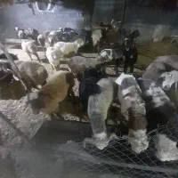 فروش بره پرواری قصابی