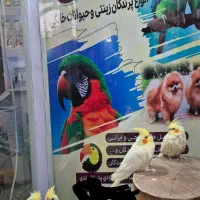 عروسی هلندی بالغ|پرنده|شاهین دژ, |دیوار