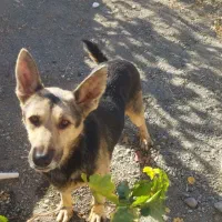 ژرمن باهوش|سگ|سبزوار, توحیدشهر|دیوار