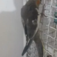 عروس هلندی
