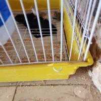 مرغ عشق و فنچ