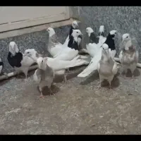 ۱۲ عدد کبوتر طوقی همه جوجه هفت‌رنگ کارتونی فولادی