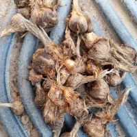 پیاز زعفران معمولی و سورت شده|خدمات باغبانی و درختکاری|سده (خراسان جنوبی), |دیوار